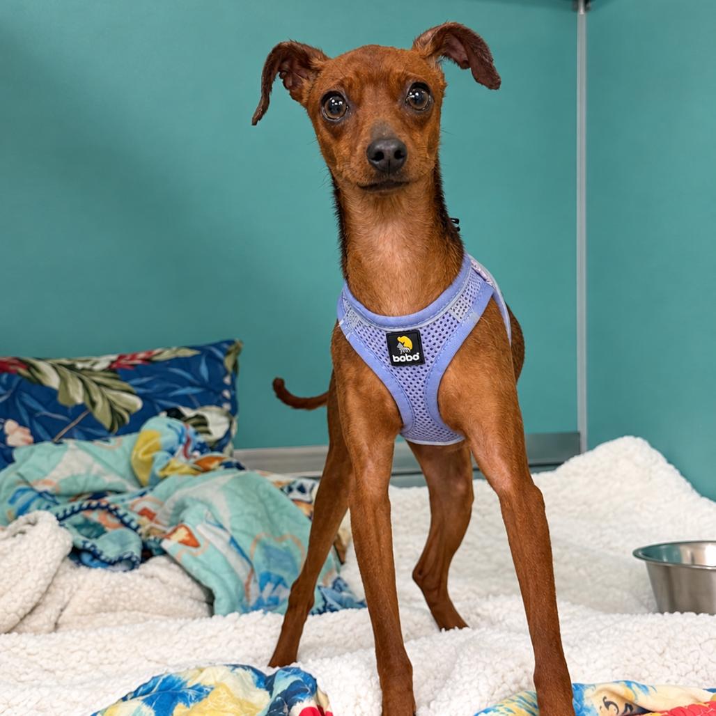 Enlarge Ryah, a Adoptable Miniature Pinscher in Titusville, FL image 1/1