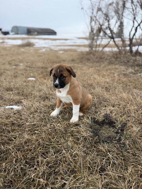 Enlarge Zelma, a ADOPTABLE mixed breed in Saskatoon, SK image 4/6