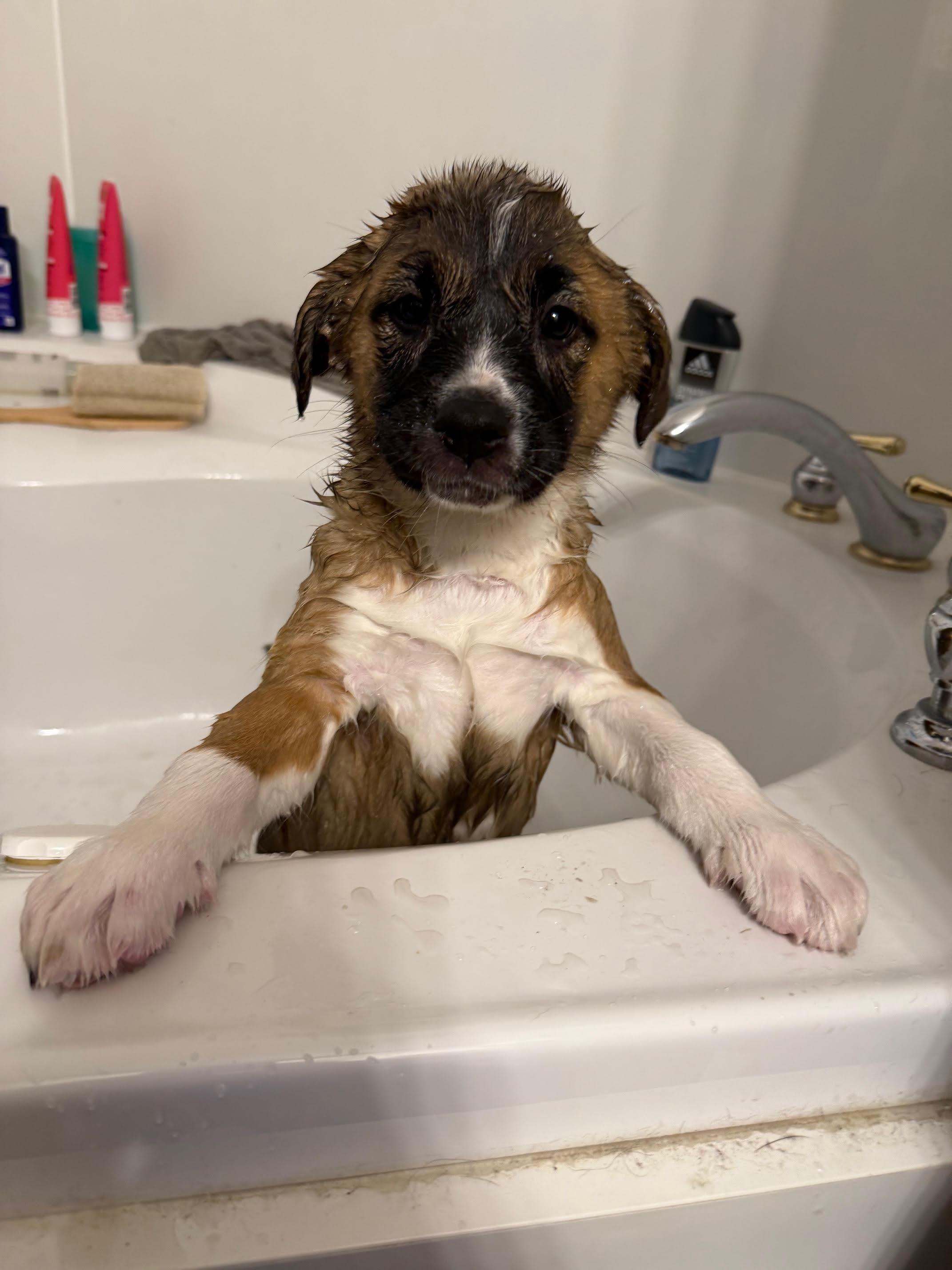 Enlarge Zelma, a ADOPTABLE mixed breed in Saskatoon, SK image 6/6