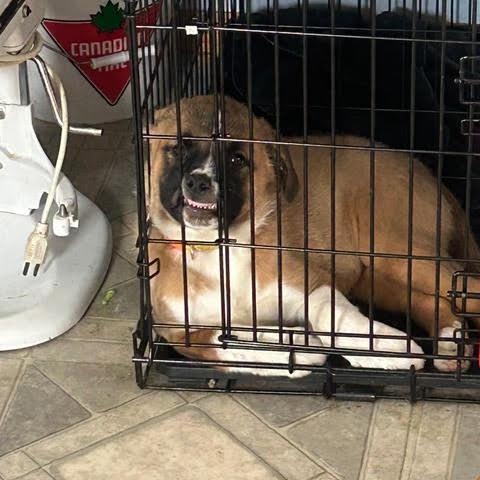 Enlarge Zelma, a ADOPTABLE mixed breed in Saskatoon, SK image 2/6