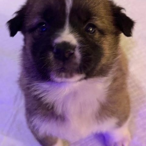 Zelma, ADOPTABLE, Puppy Female Mixed Breed.