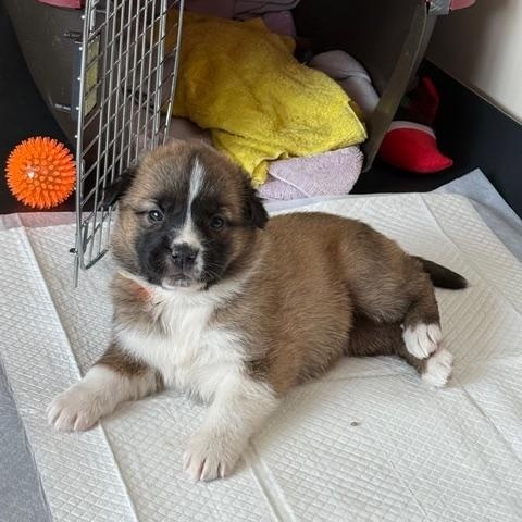 Enlarge Zelma, a ADOPTABLE mixed breed in Saskatoon, SK image 3/6