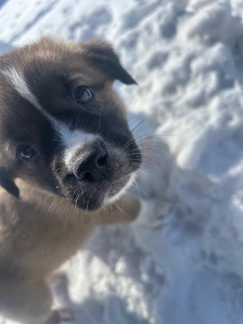 Enlarge Zelma, a ADOPTABLE mixed breed in Saskatoon, SK image 4/6