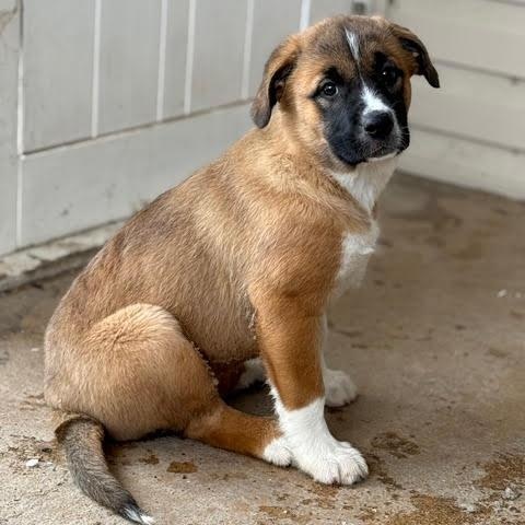 Enlarge Zelma, a ADOPTABLE mixed breed in Saskatoon, SK image 1/6