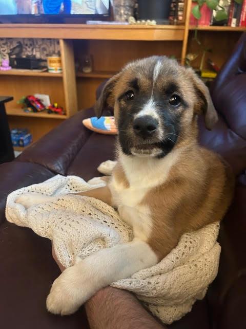 Enlarge Zelma, a ADOPTABLE mixed breed in Saskatoon, SK image 3/6