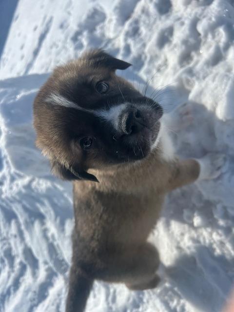 Enlarge Zelma, a ADOPTABLE mixed breed in Saskatoon, SK image 2/6