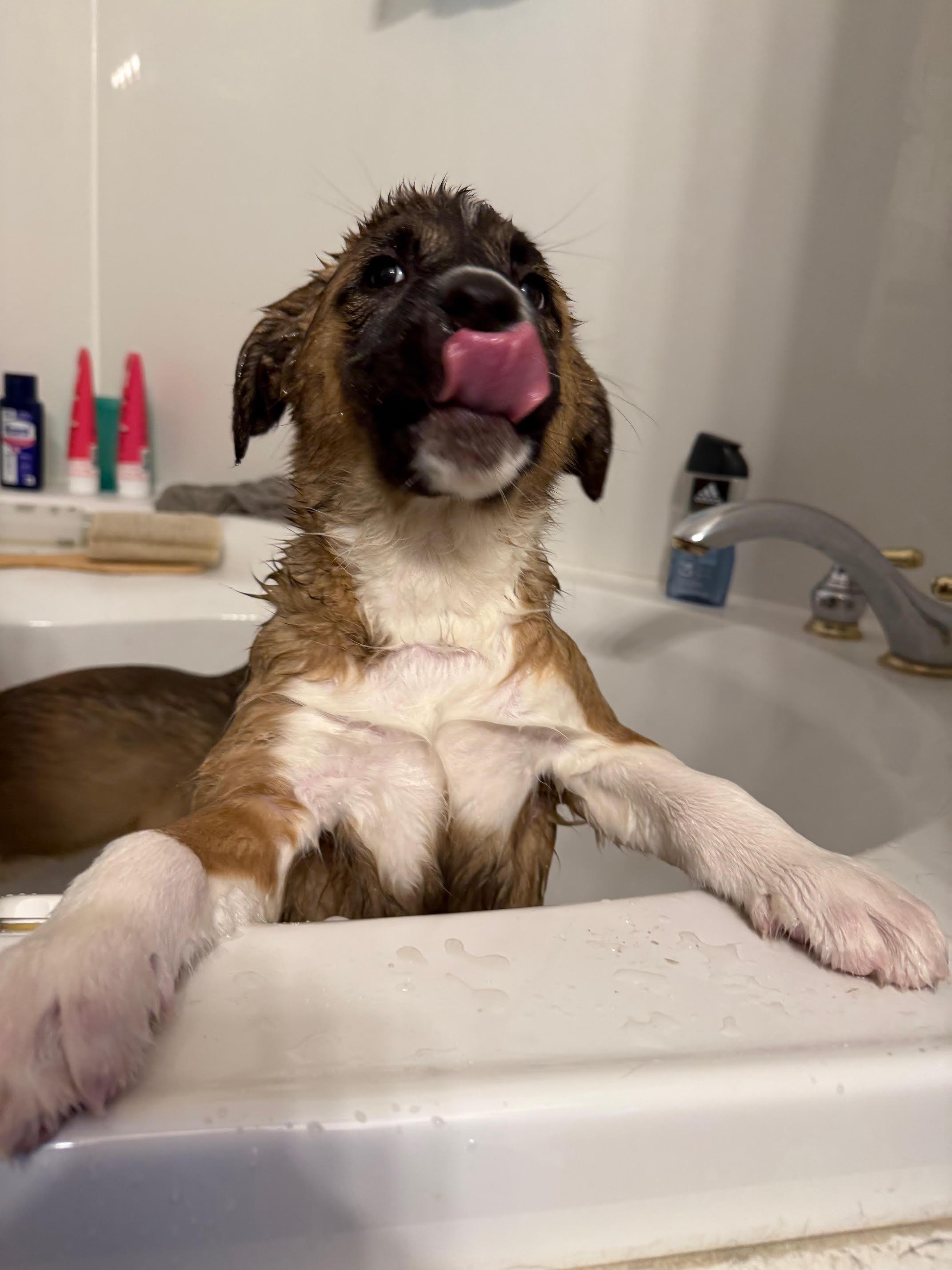 Enlarge Zelma, a ADOPTABLE mixed breed in Saskatoon, SK image 5/6