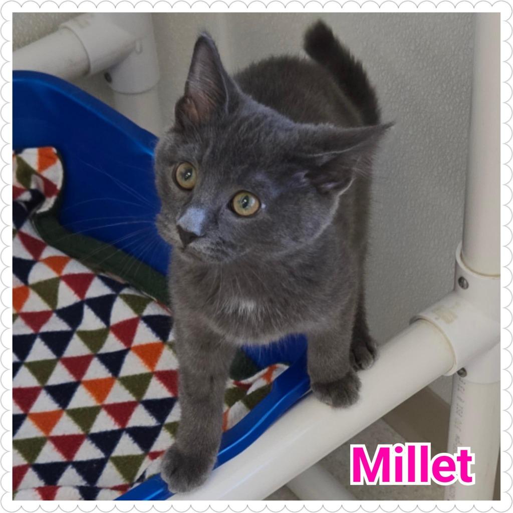 Millet (n.k.a "Lily"), Adopted, Young Female Domestic Short Hair.