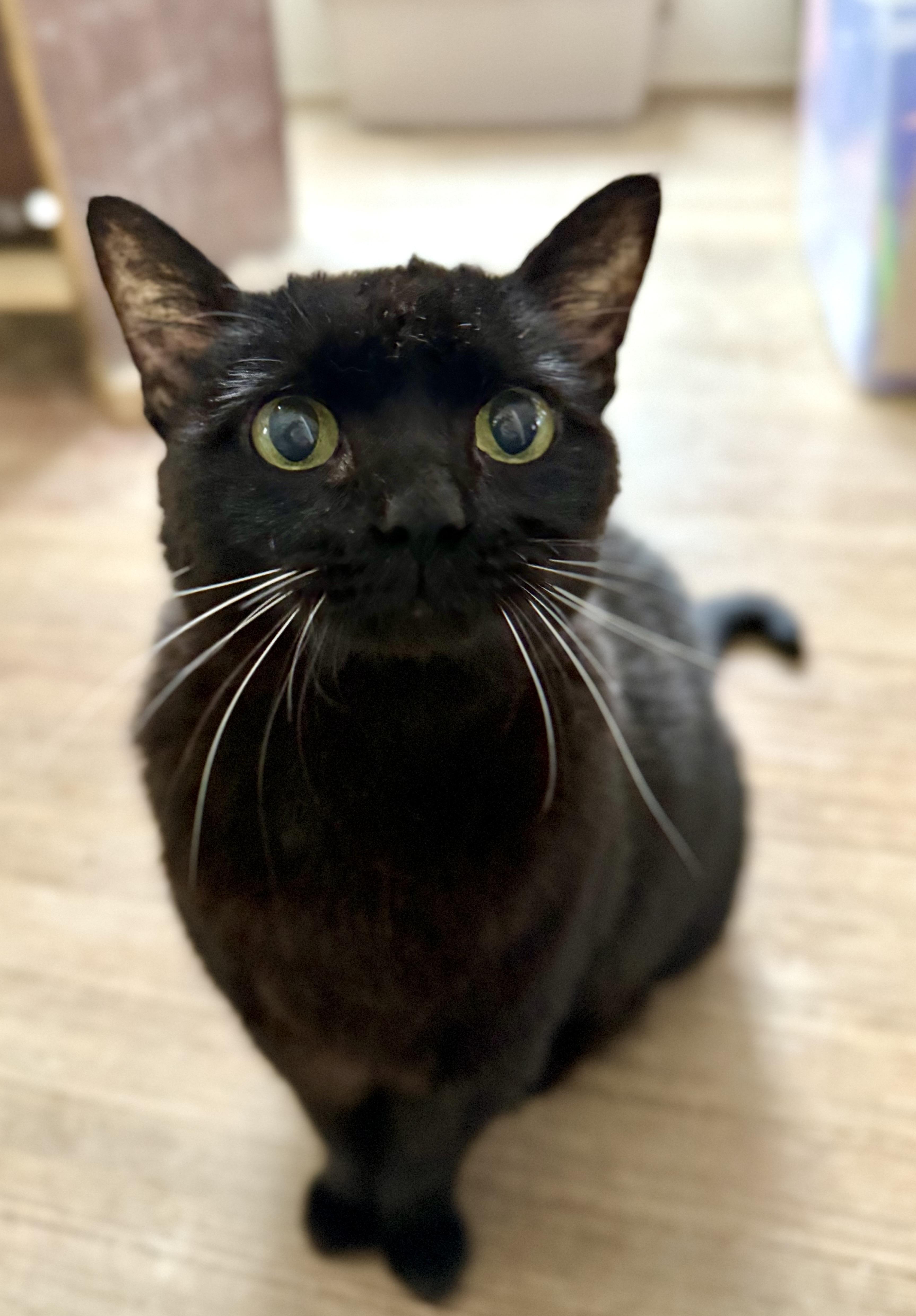 Samantha, a Adoptable Domestic Short Hair in Shreveport, LA image 2/5