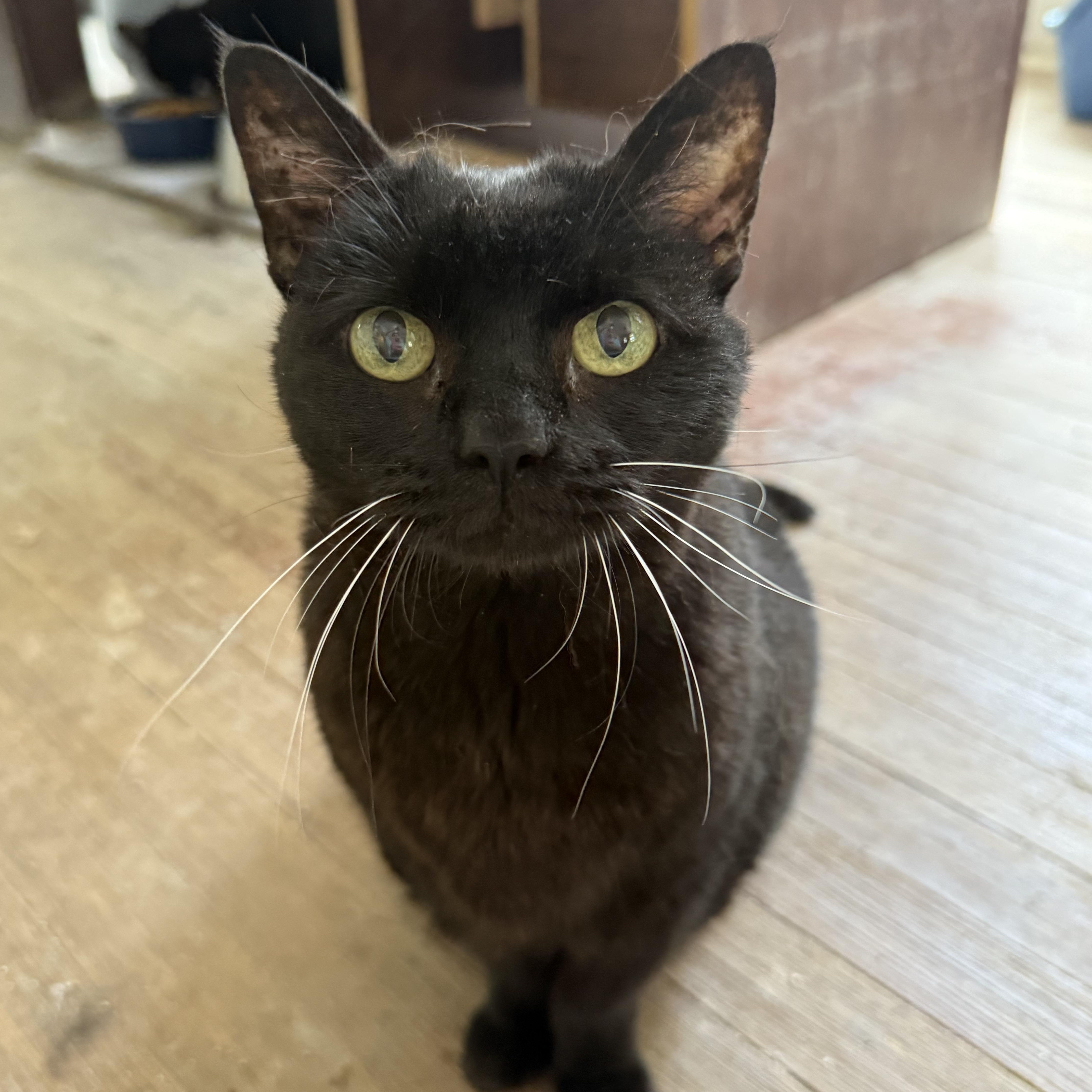 Samantha, Adoptable, Senior Female Domestic Short Hair.