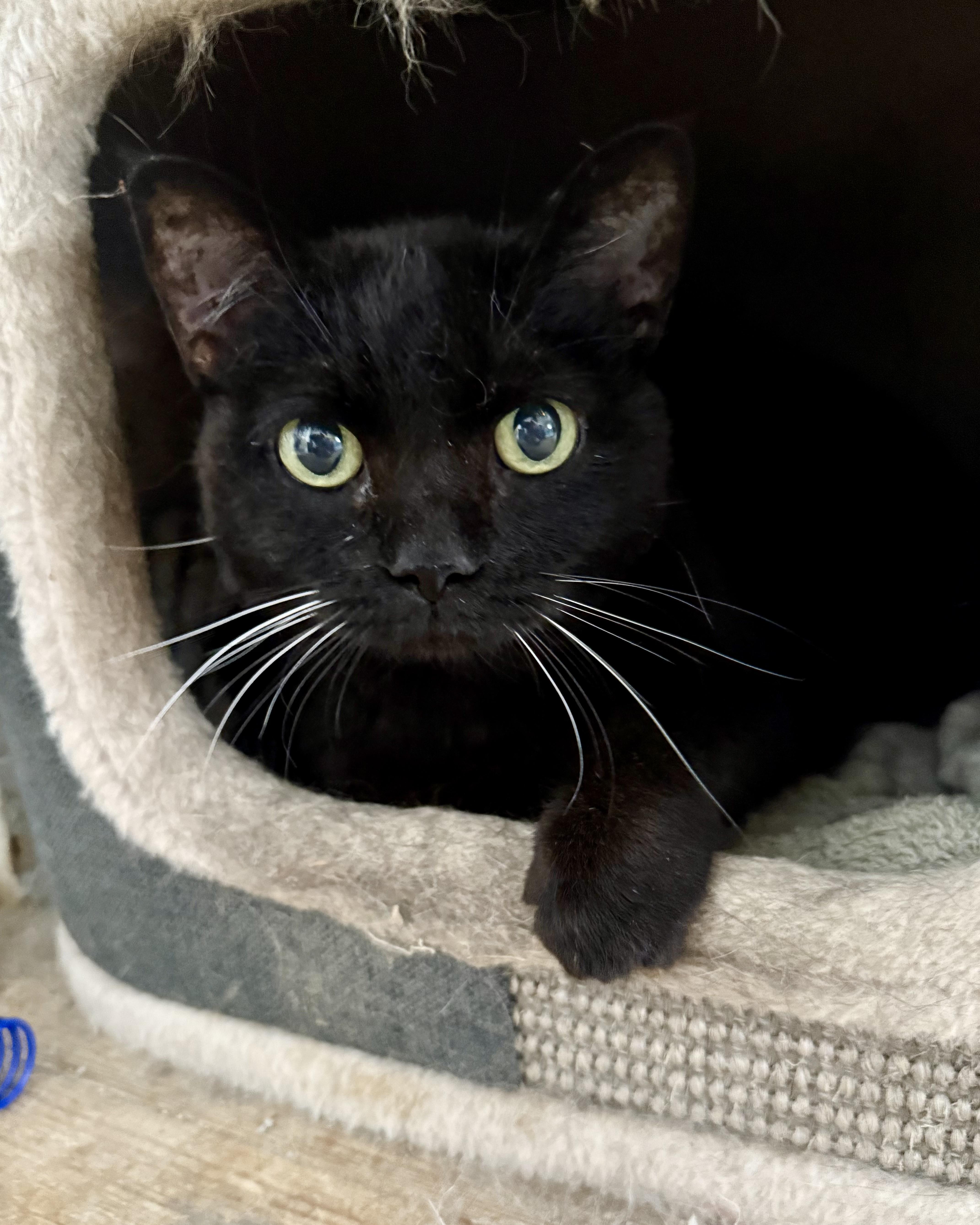 Samantha, a Adoptable Domestic Short Hair in Shreveport, LA image 3/5