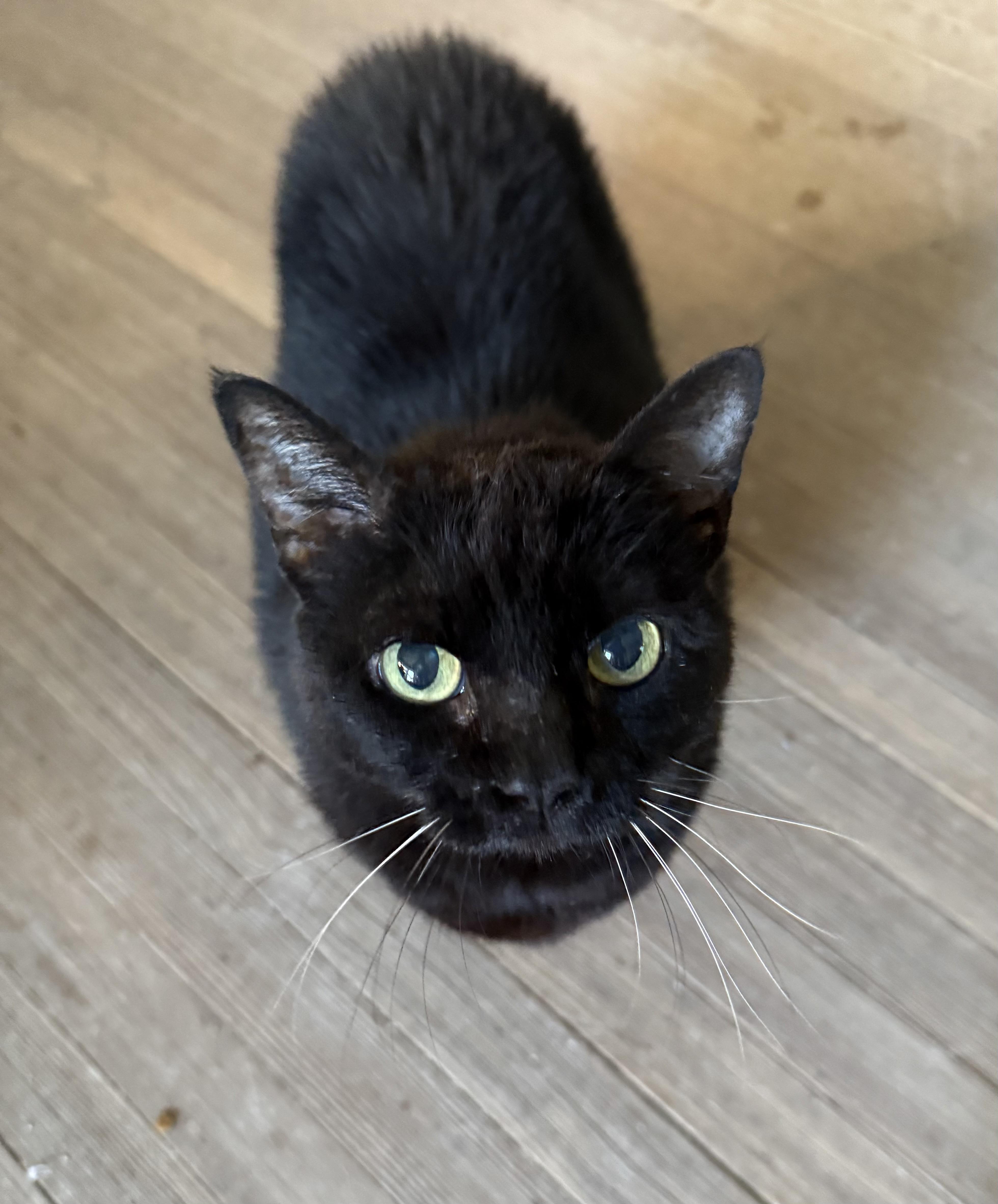 Samantha, a Adoptable Domestic Short Hair in Shreveport, LA image 4/5