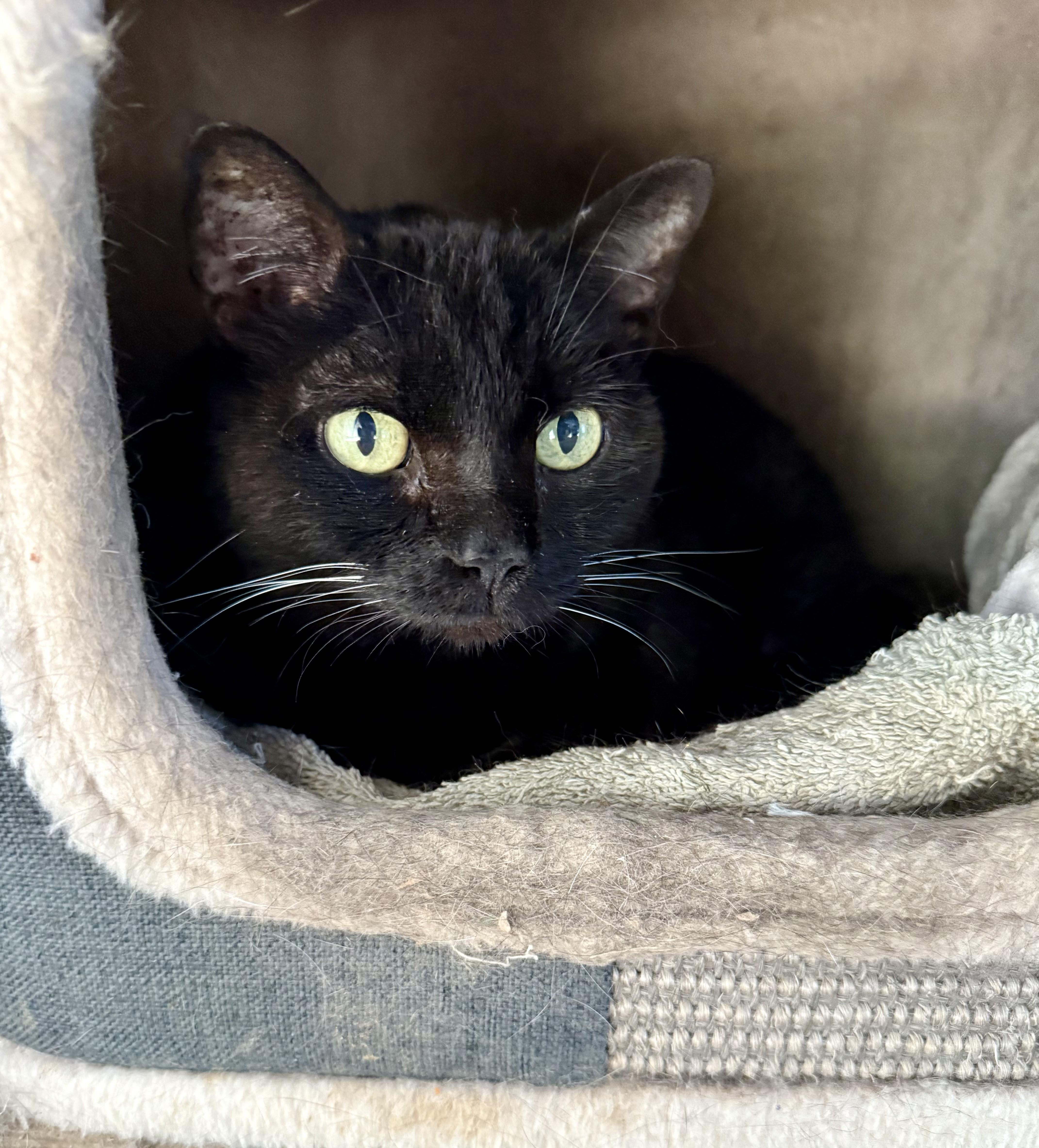 Samantha, Adoptable, Senior Female Domestic Short Hair.