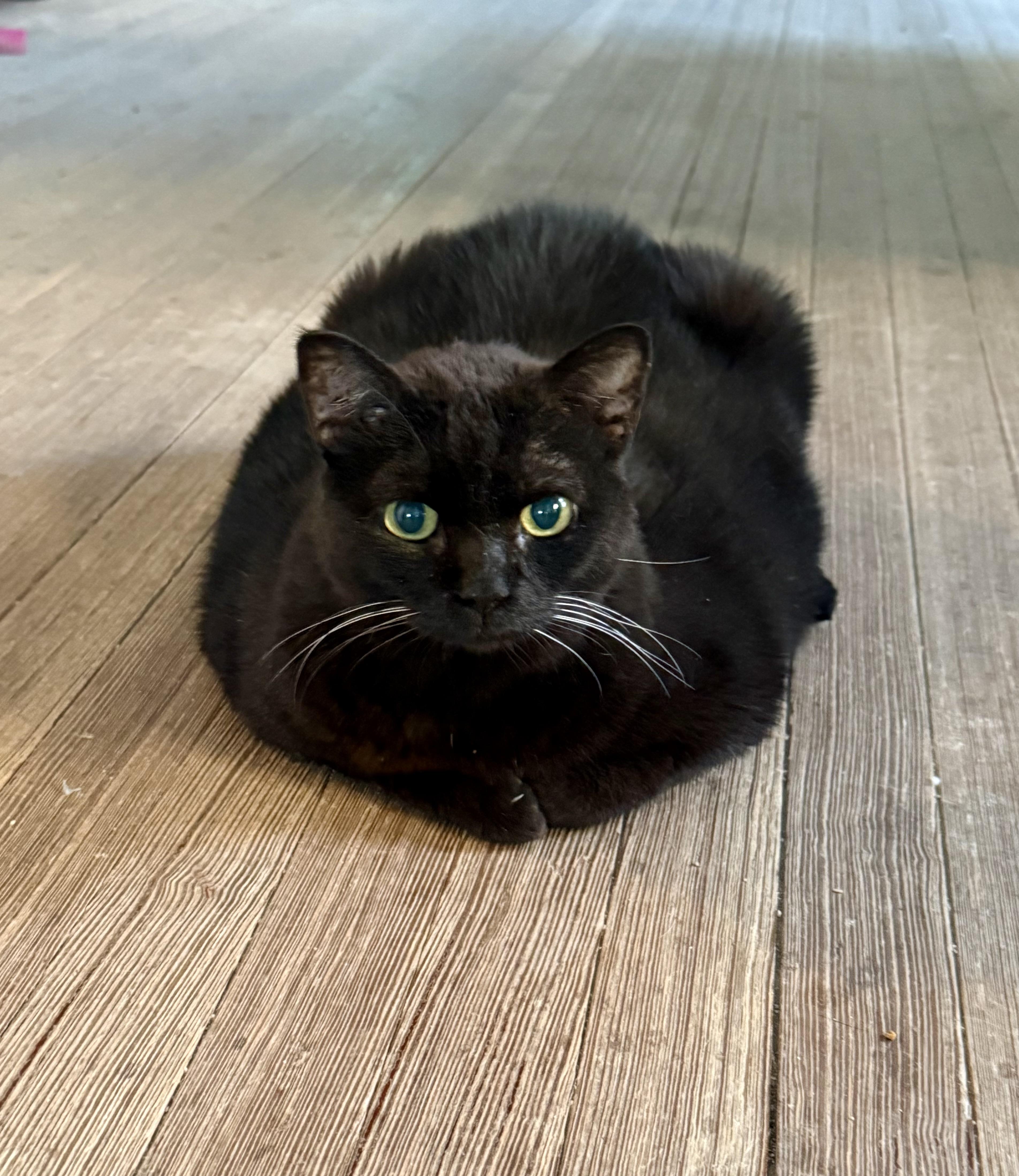 Samantha, a Adoptable Domestic Short Hair in Shreveport, LA image 5/5