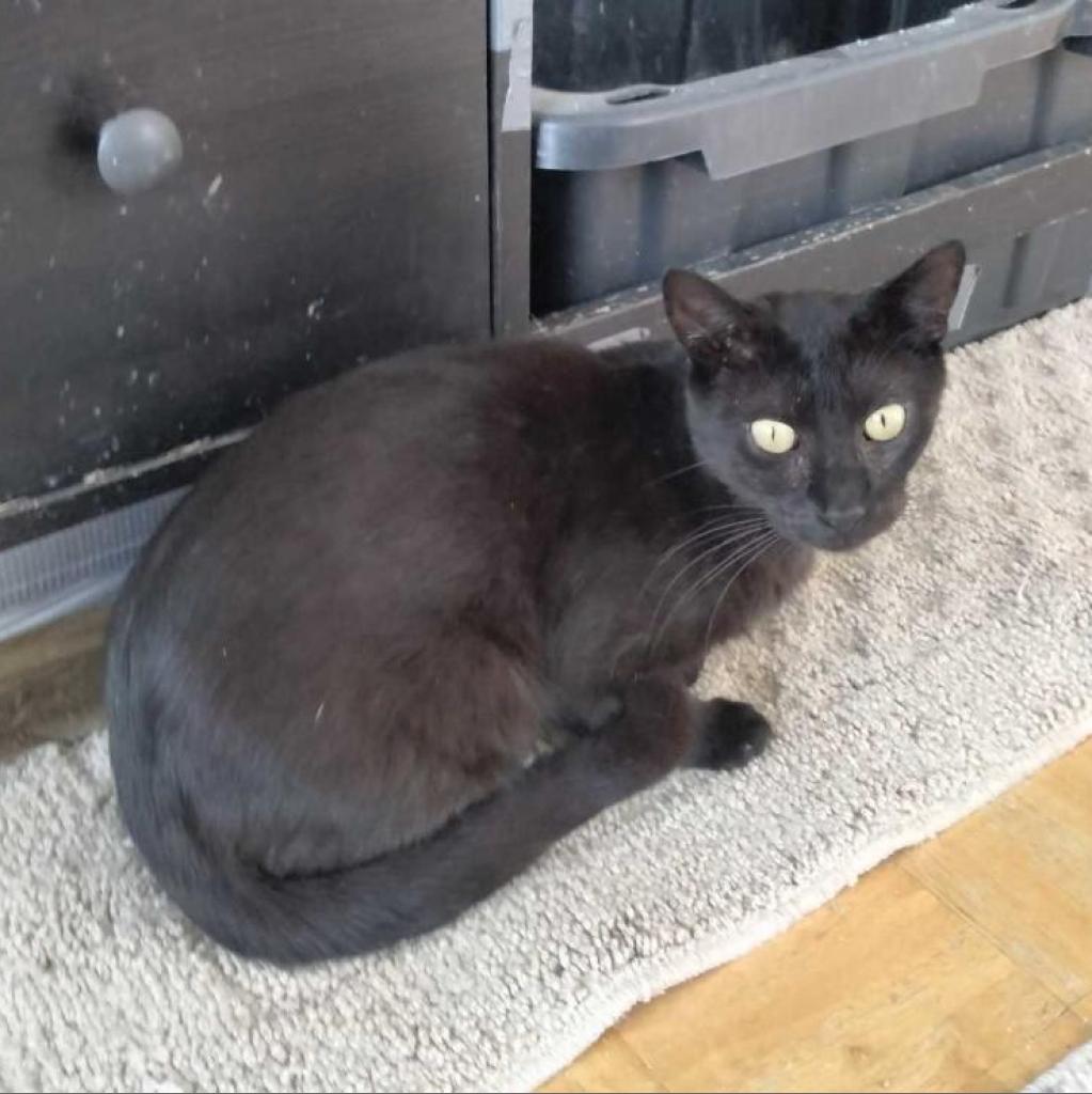 Michael, Adoptable, Senior Male Domestic Short Hair.