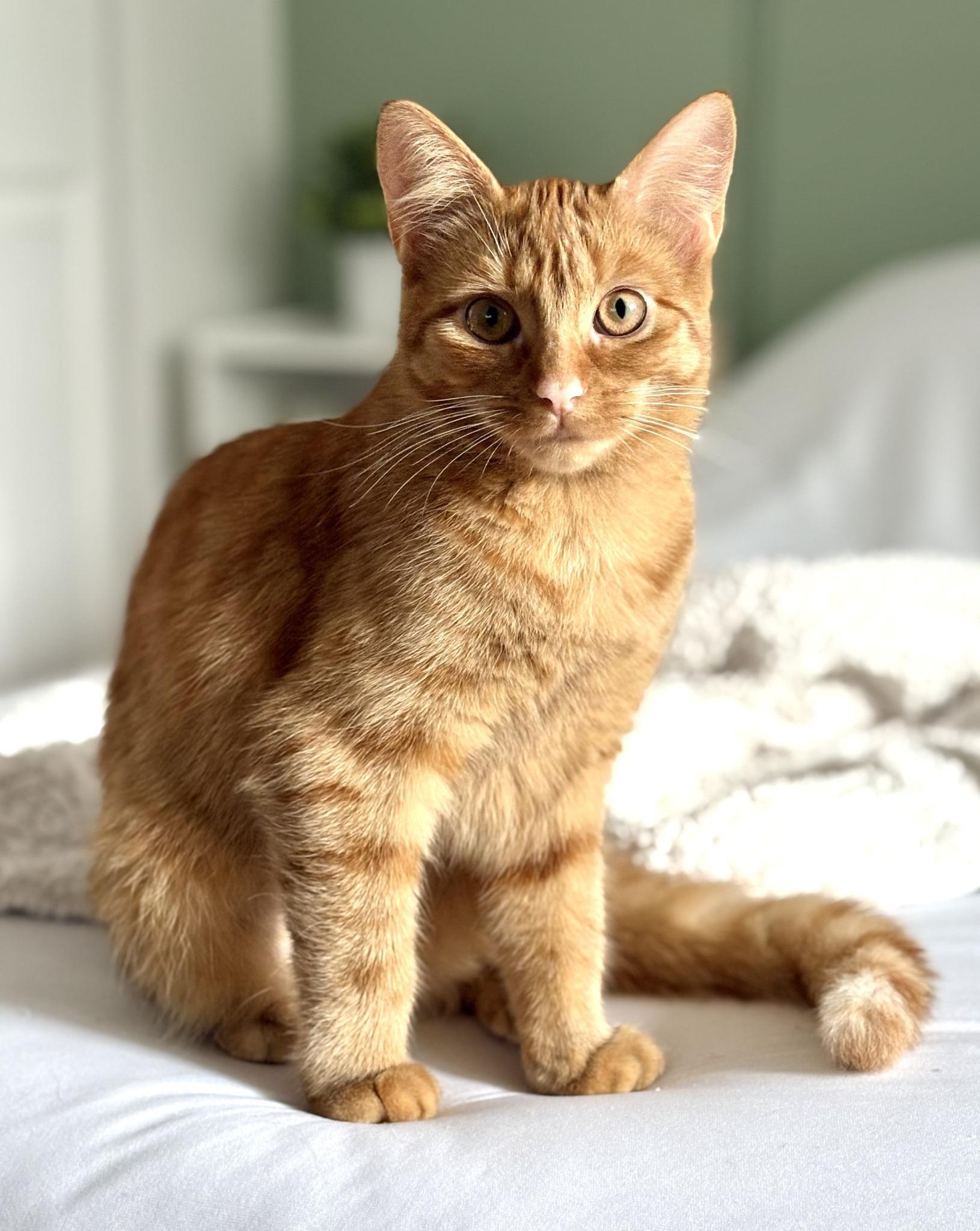 Sunny, Adoptable, Young Female Domestic Short Hair.