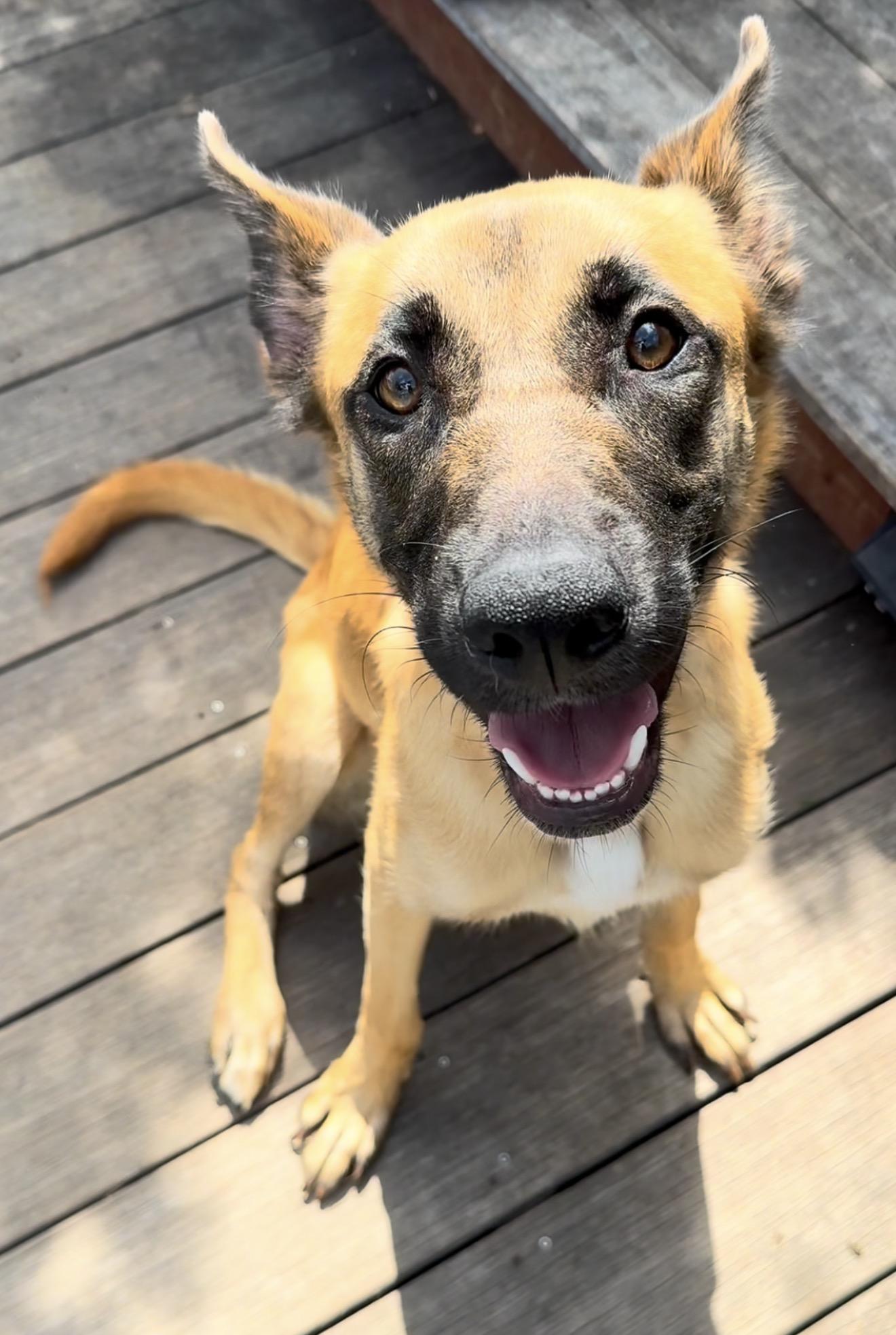 Scout, Adoptable, Young Female Yellow Labrador Retriever & White German Shepherd.