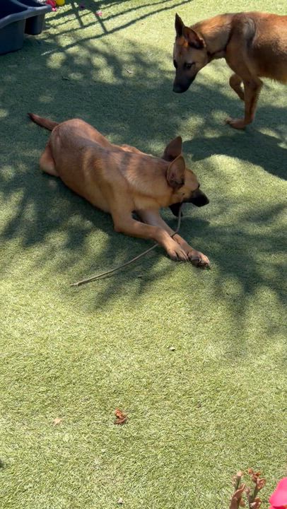 Enlarge Scout, a Adoptable mixed breed in San Diego, CA video 1/2