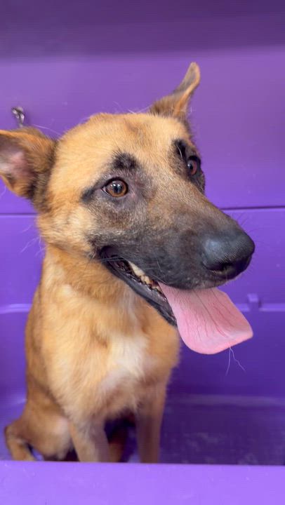 Enlarge Scout, a Adoptable mixed breed in San Diego, CA video 2/4