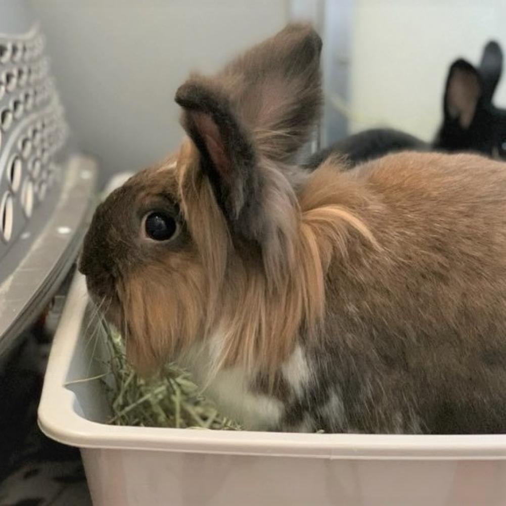 Bodhi, Adoptable, Senior Male Lionhead & Harlequin.