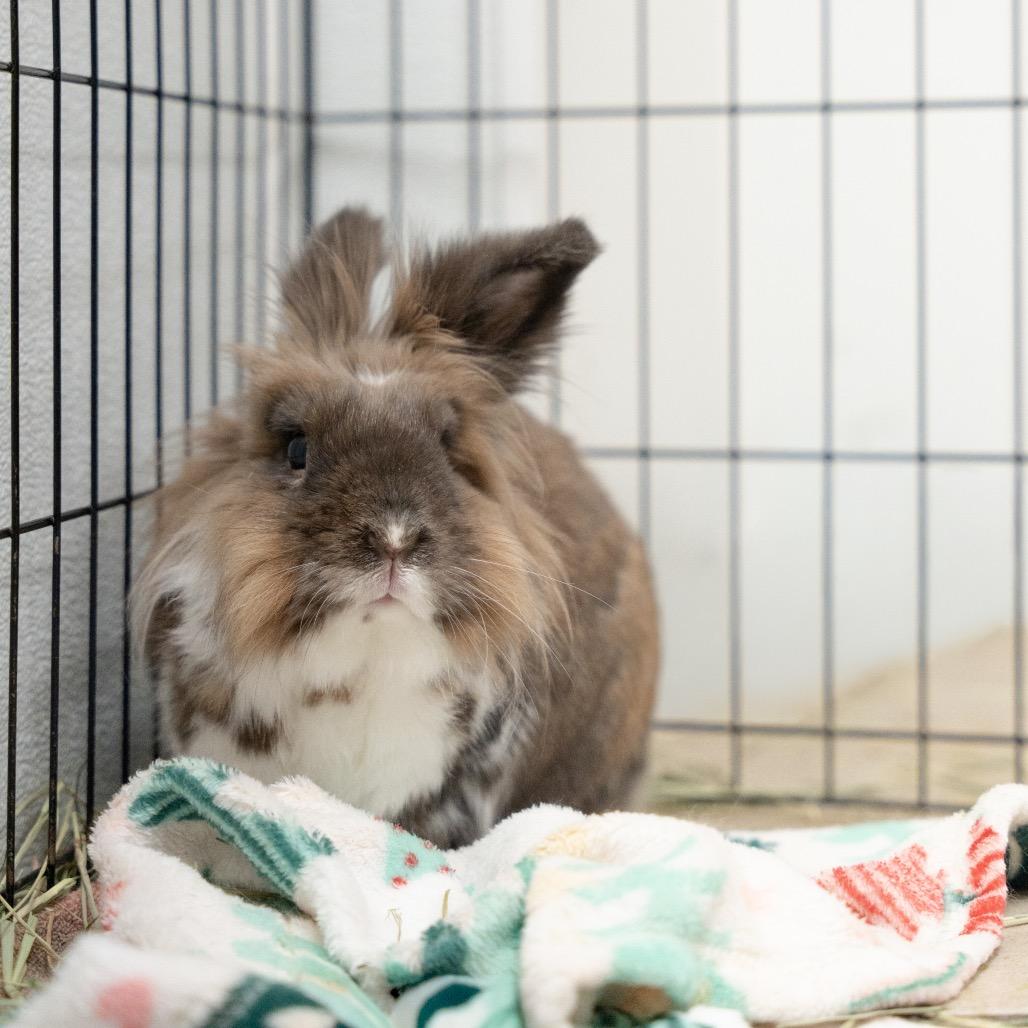 Enlarge Bodhi, a Adoptable mixed breed in Kennesaw, GA image 2/2