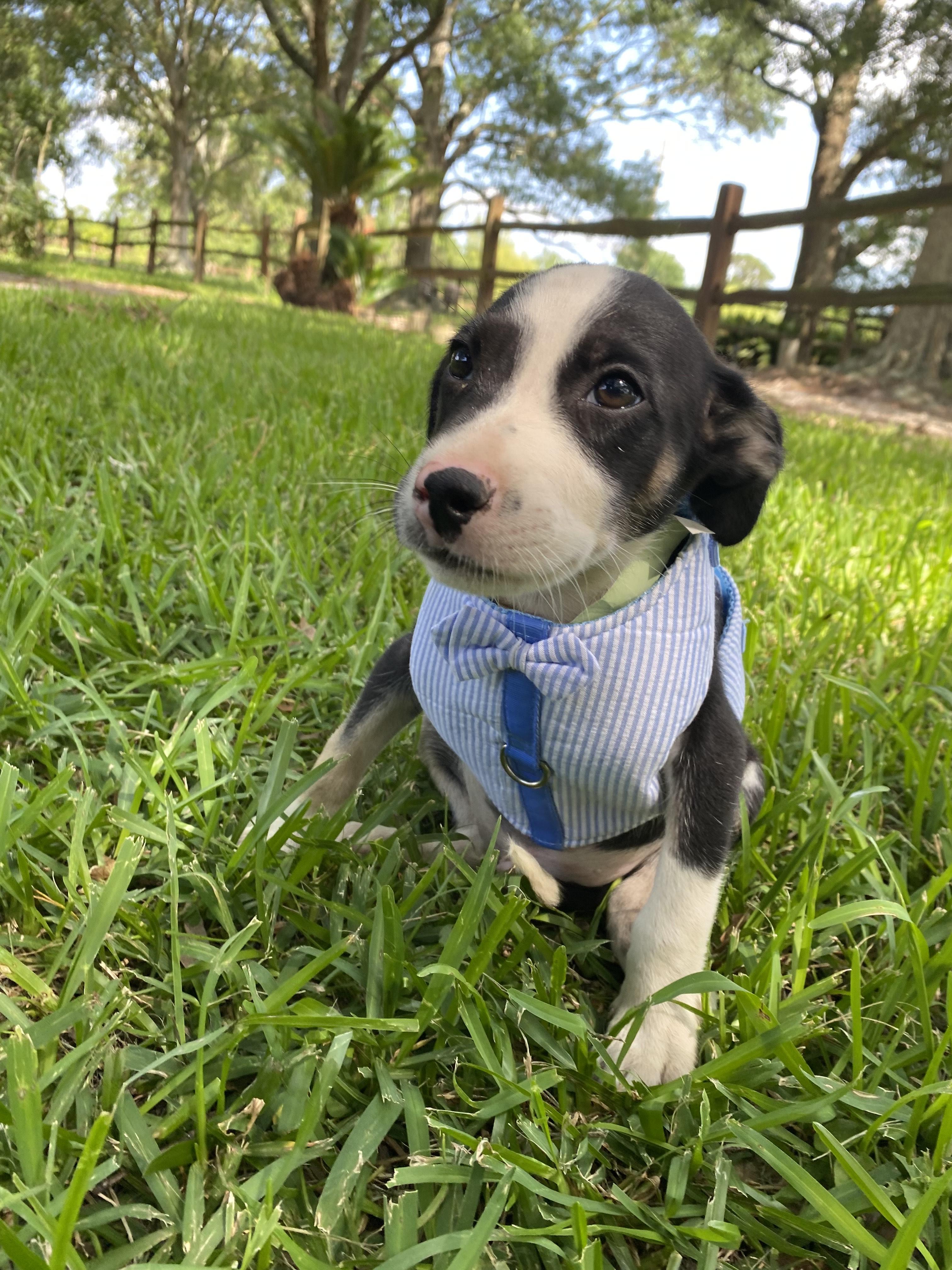 Skittles, Young Male Terrier
