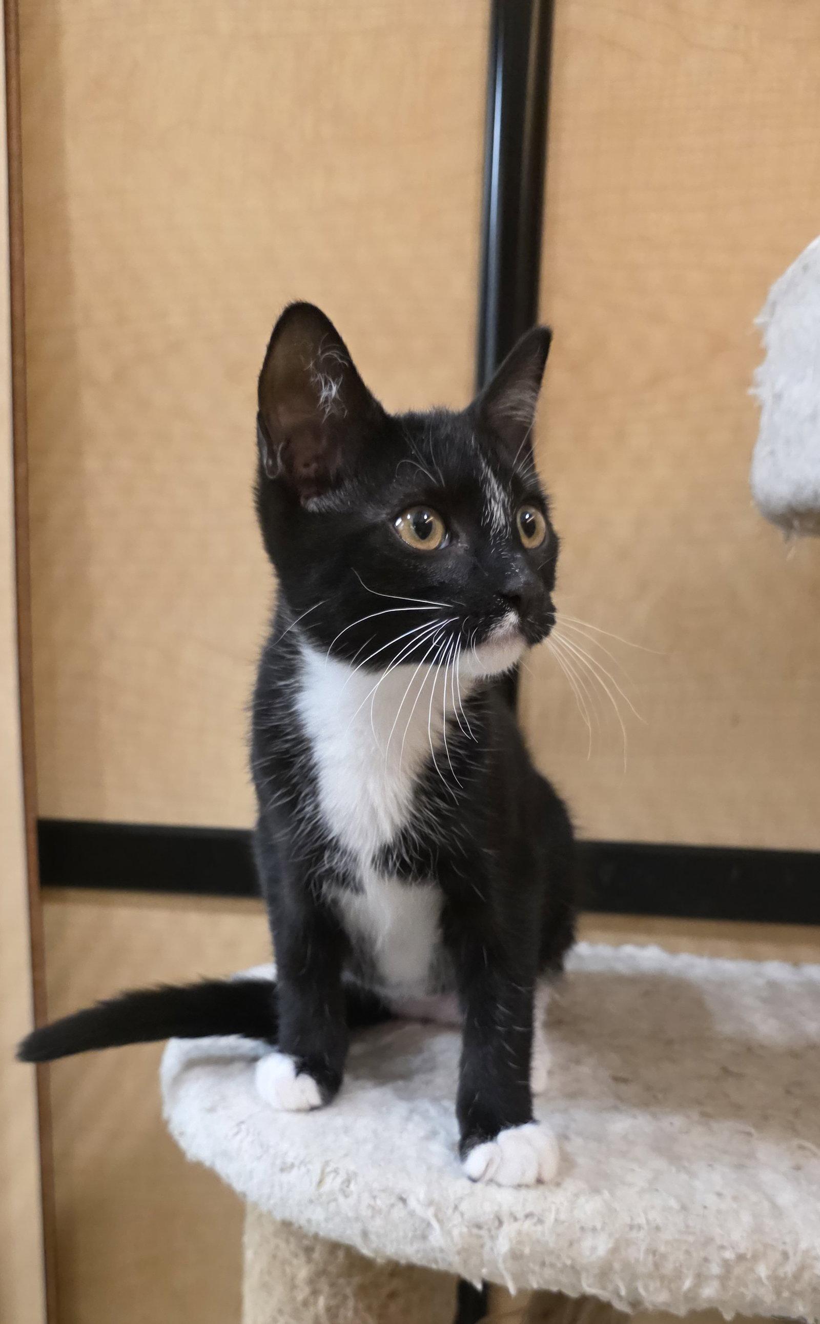 Athena, Adoptable, Kitten Female Domestic Short Hair.