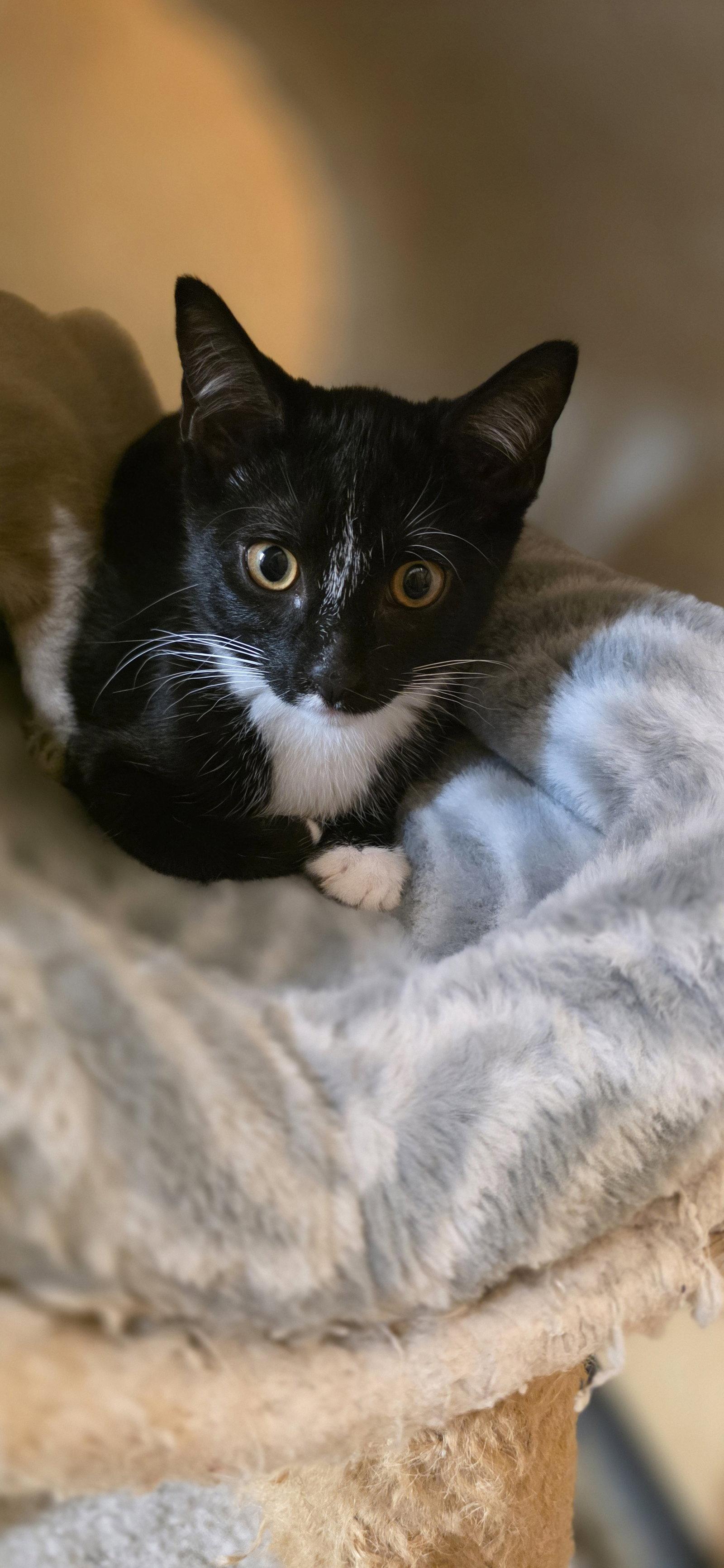 Athena, a Adoptable Domestic Short Hair in Rowlett, TX image 2/3