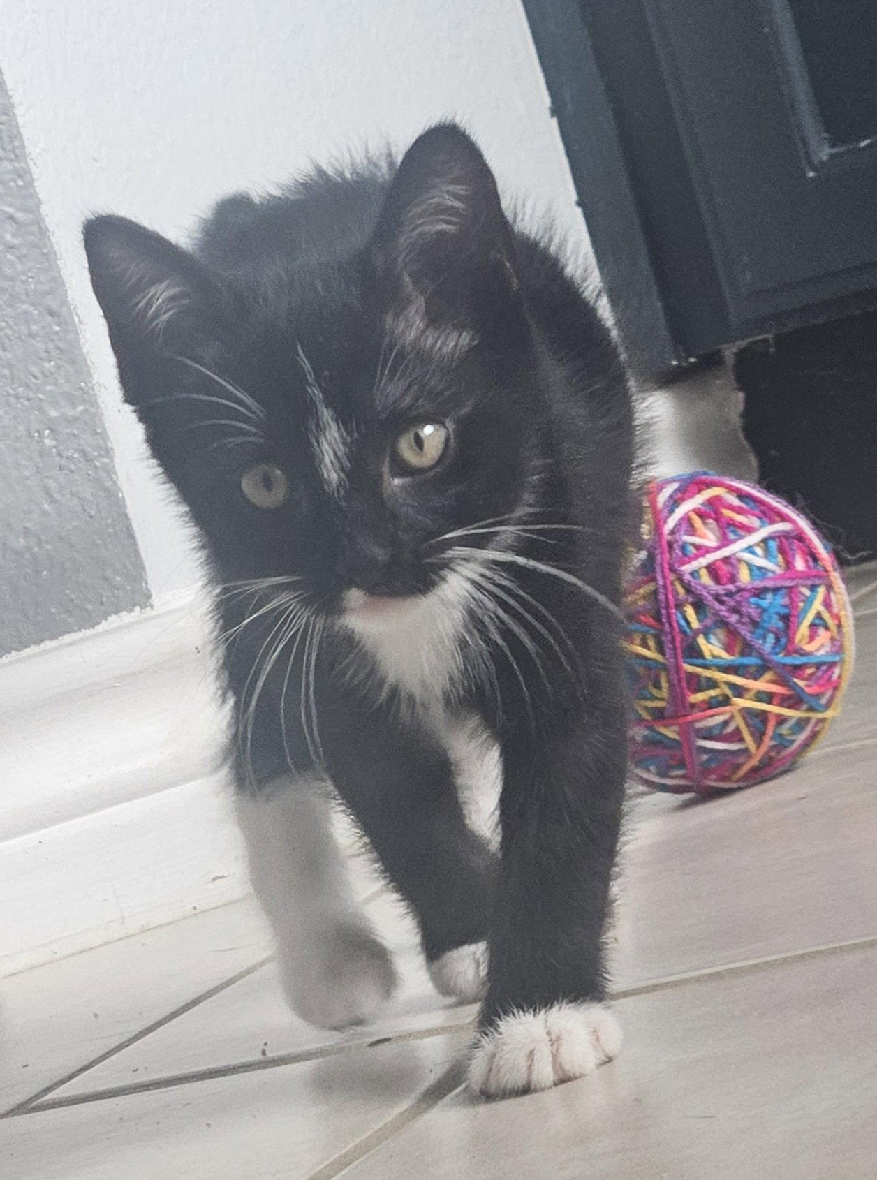 Athena, a Adoptable Domestic Short Hair in Rowlett, TX image 3/3