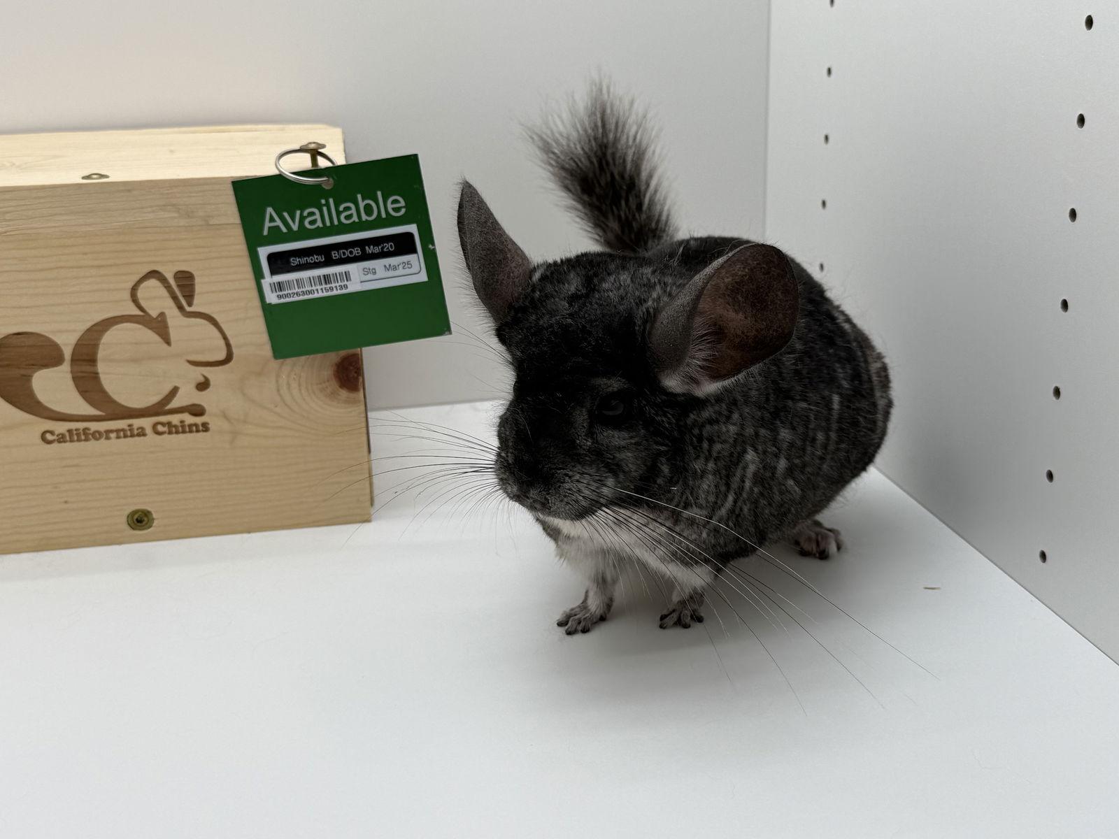 Enlarge Shinobu, a Adoptable Chinchilla in Sunnyvale, CA image 1/3