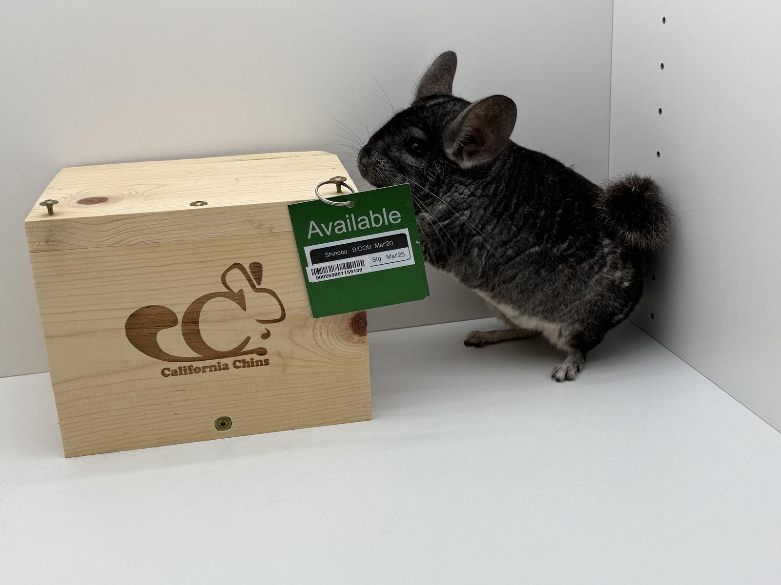 Enlarge Shinobu, a Adoptable Chinchilla in Sunnyvale, CA image 2/3