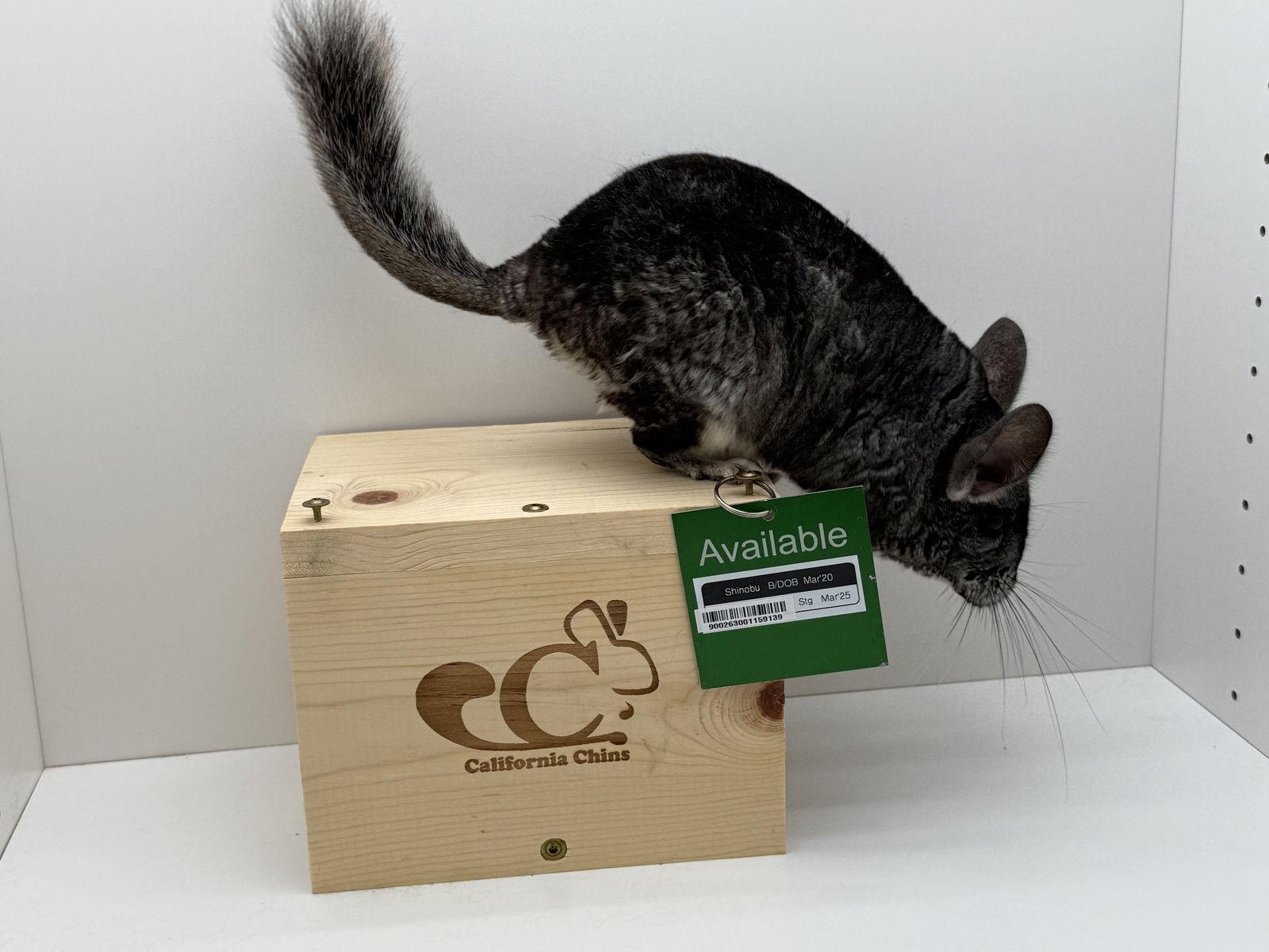 Enlarge Shinobu, a Adoptable Chinchilla in Sunnyvale, CA image 3/3