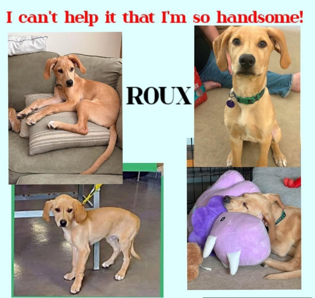 Roux, Adopted, Puppy Male Labrador Retriever & Hound.