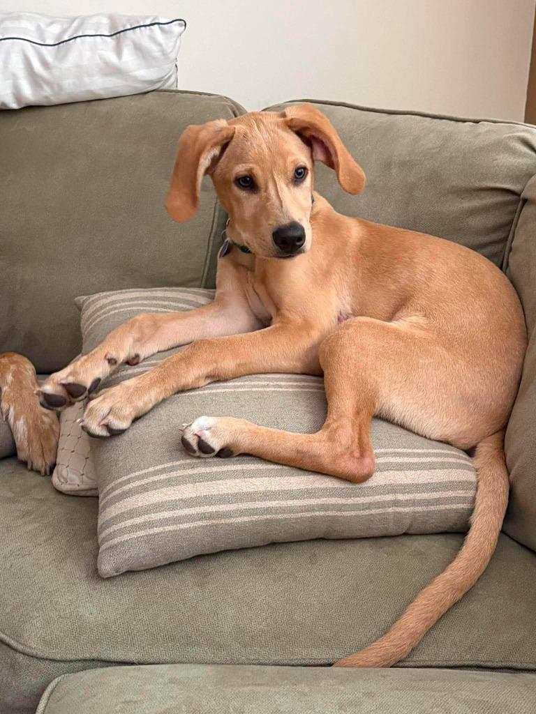 Roux, a Adopted mixed breed in Rockford, IL image 2/6