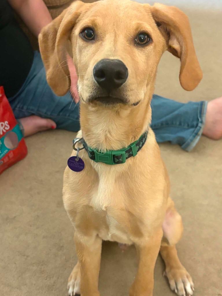 Roux, a Adopted mixed breed in Rockford, IL image 3/6