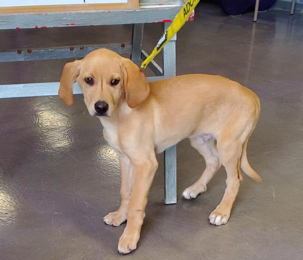 Roux, a Adopted mixed breed in Rockford, IL image 4/6