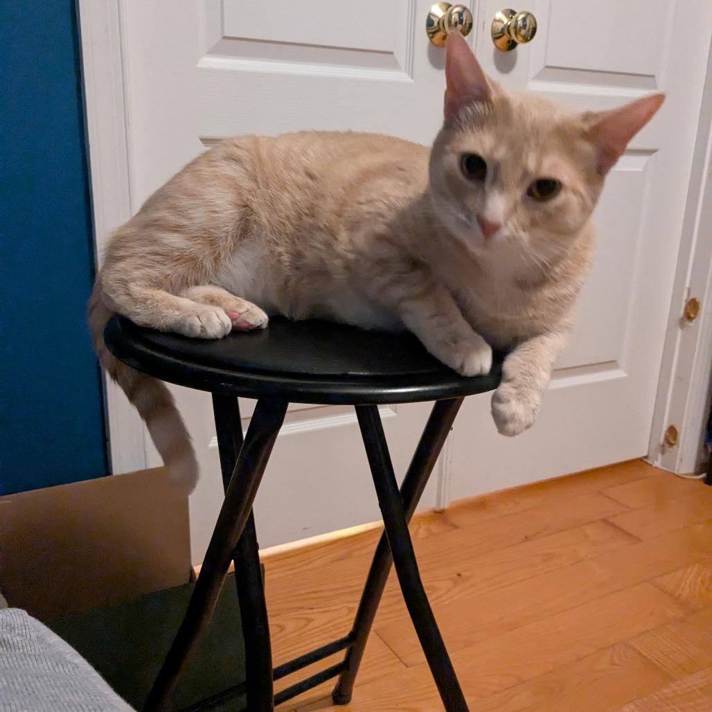 Enlarge Amber/Broccoli, a Adoptable Domestic Short Hair in Frederick, MD image 1/4