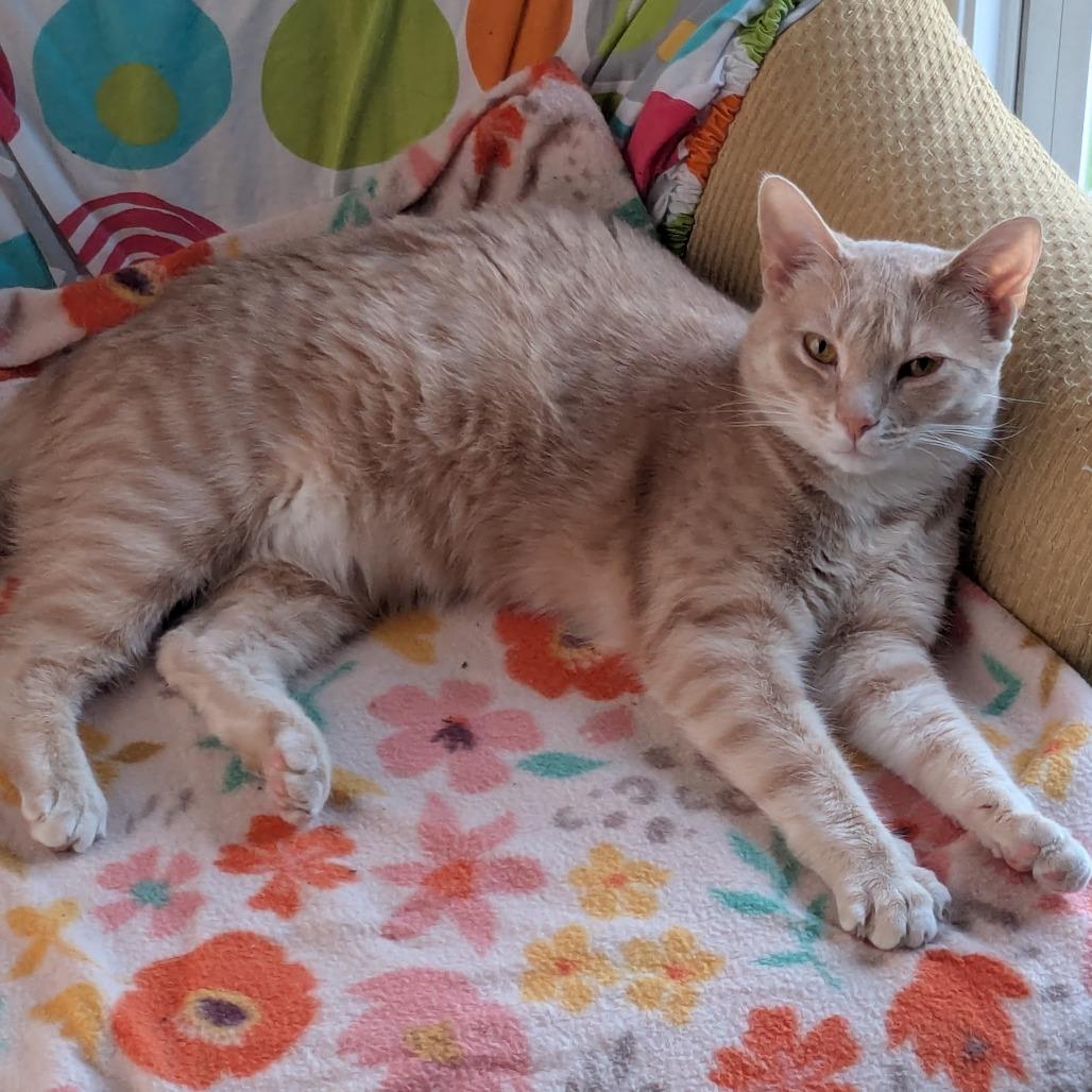Enlarge Amber/Broccoli, a Adoptable Domestic Short Hair in Frederick, MD image 2/4