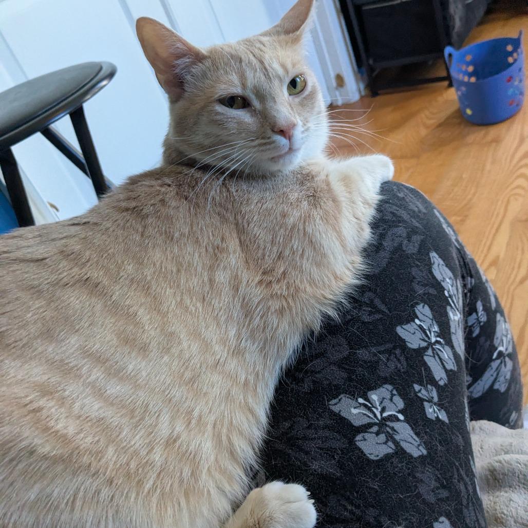 Enlarge Amber/Broccoli, a Adoptable Domestic Short Hair in Frederick, MD image 3/4