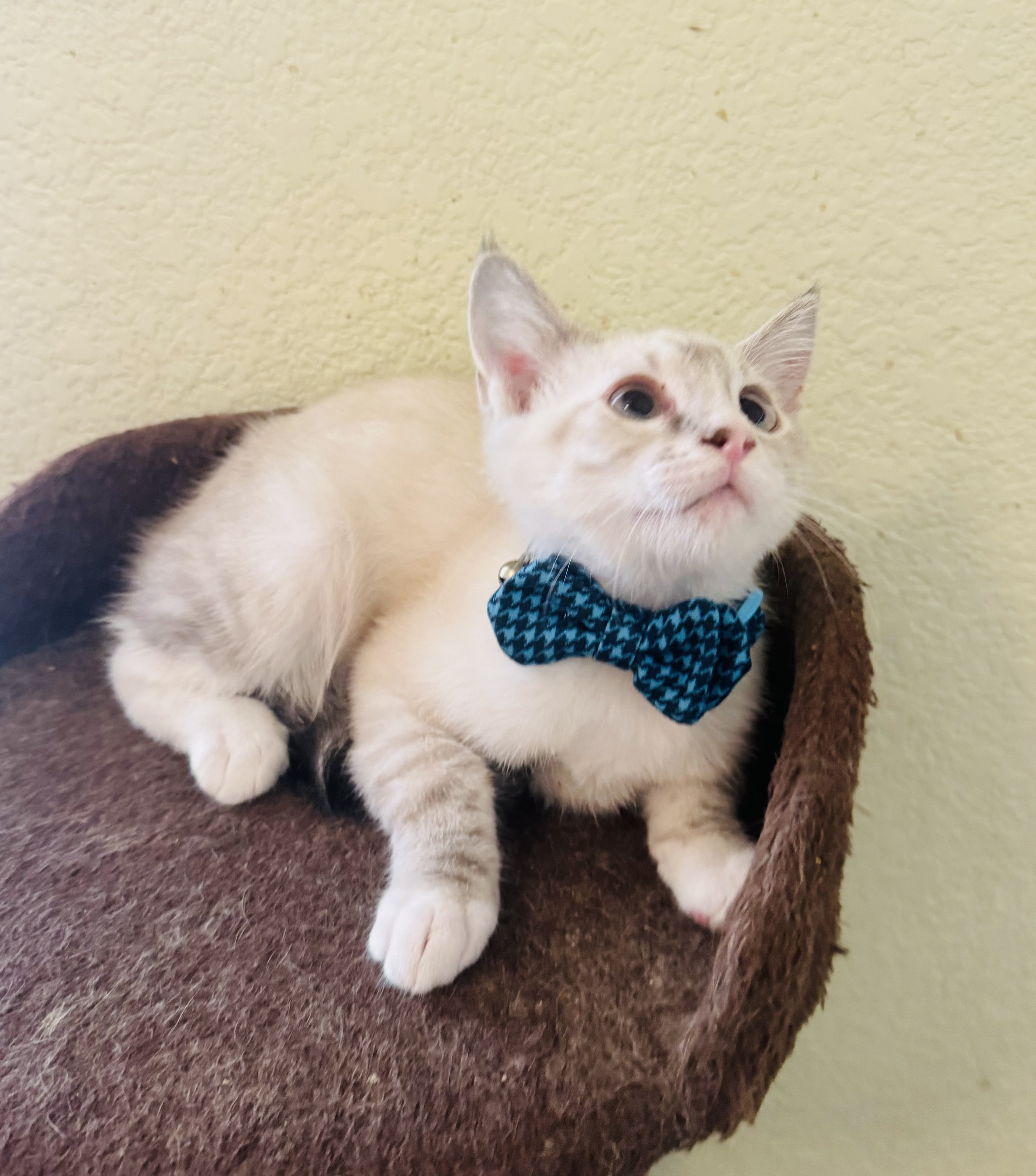 Parker, a Adopted Domestic Short Hair in Las Vegas, NV image 1/2