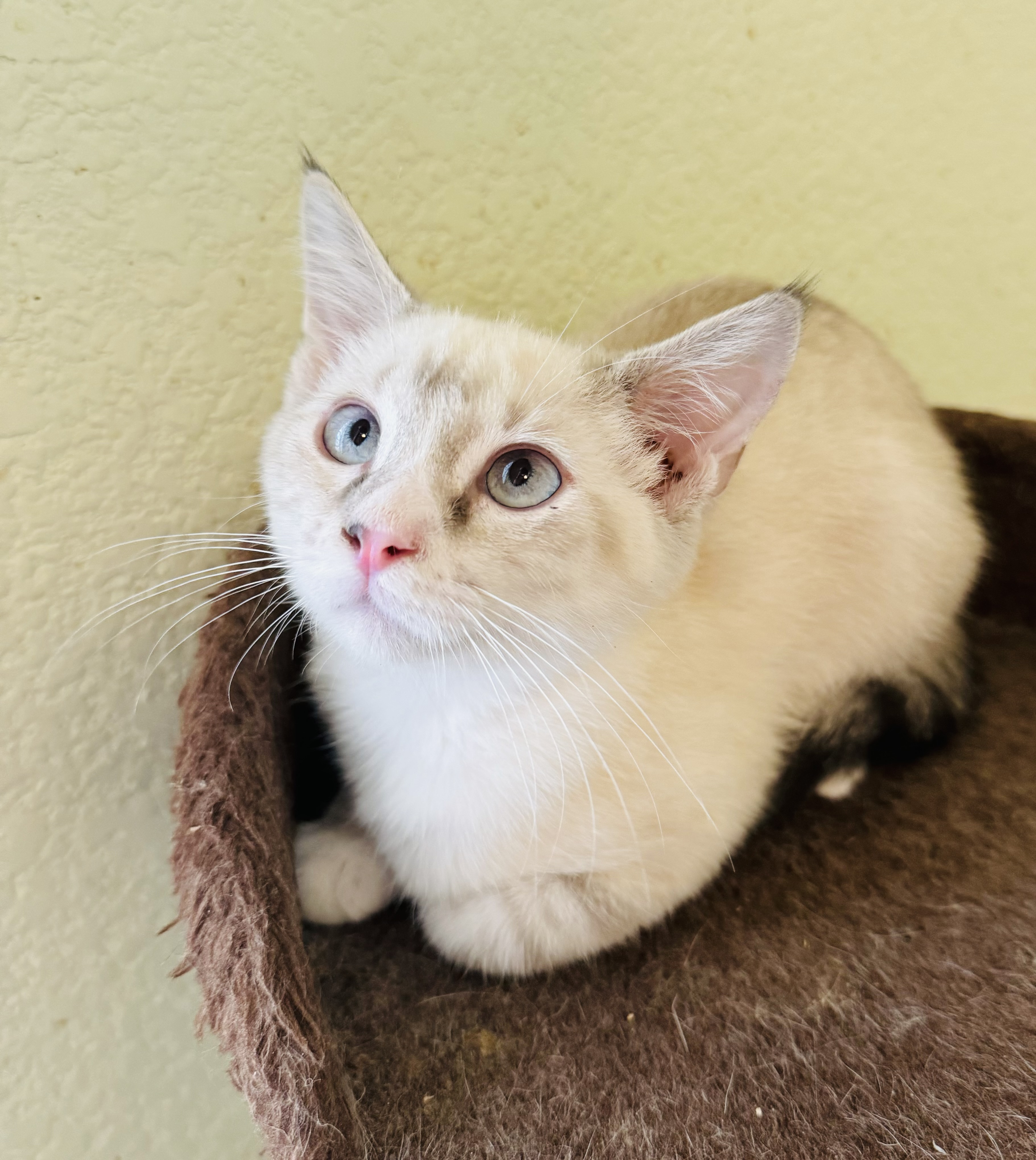 Parker, a Adopted Domestic Short Hair in Las Vegas, NV image 2/2