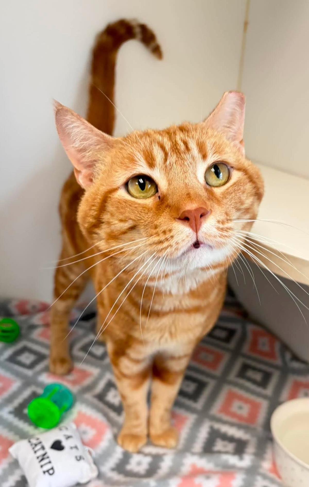 Tora, Adoptable, Senior Male Domestic Short Hair.