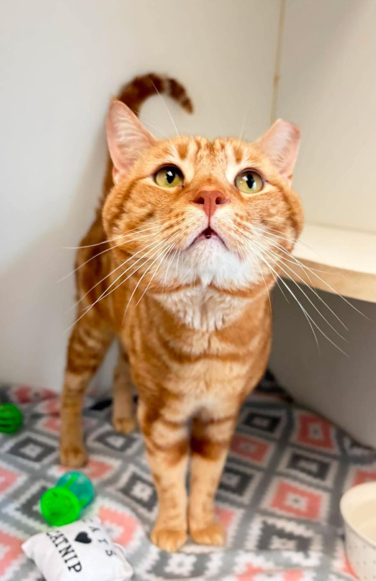 Tora, a Adoptable Domestic Short Hair in Rockwall, TX image 2/3