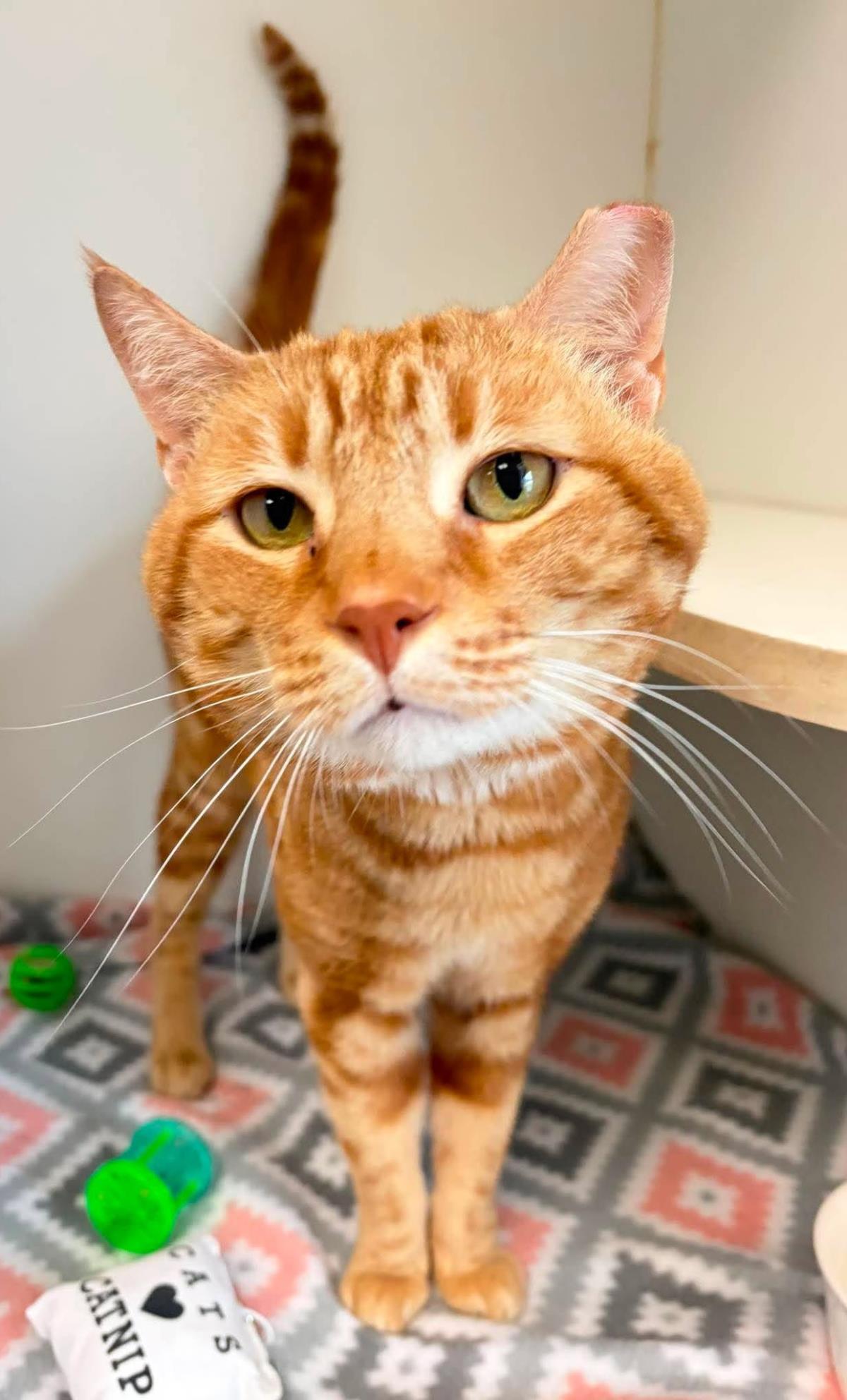 Tora, a Adoptable Domestic Short Hair in Rockwall, TX image 3/3