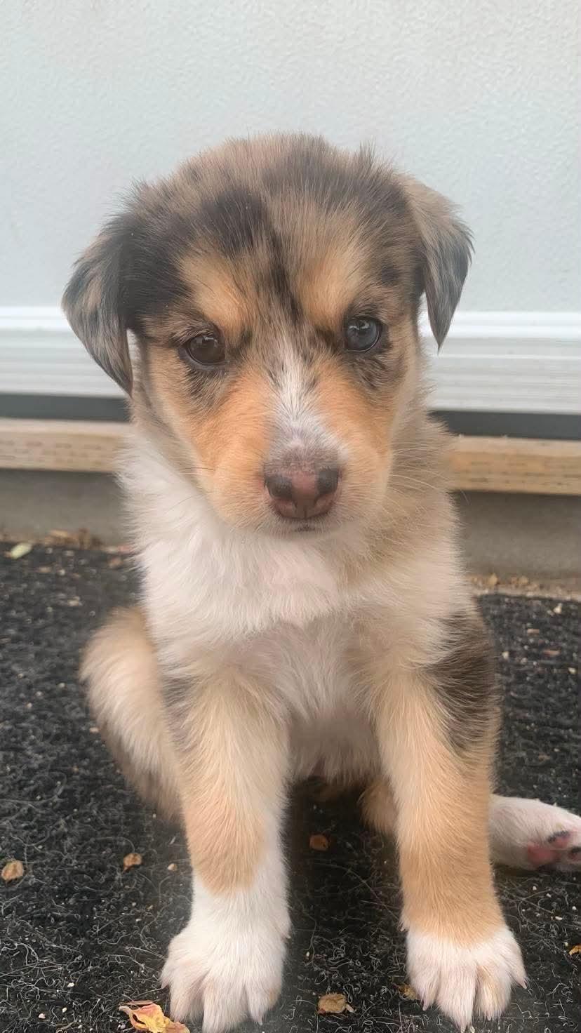 Enlarge Pebbles, an adoptable mixed breed in Winnipeg, MB image 4/5