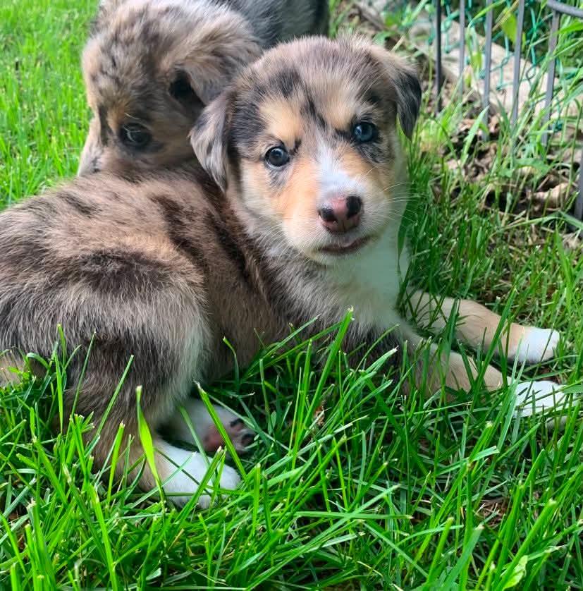 Enlarge Pebbles, an adoptable mixed breed in Winnipeg, MB image 3/5