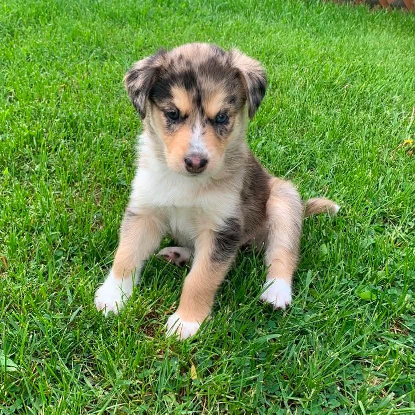 Enlarge Pebbles, an adoptable mixed breed in Winnipeg, MB image 2/5