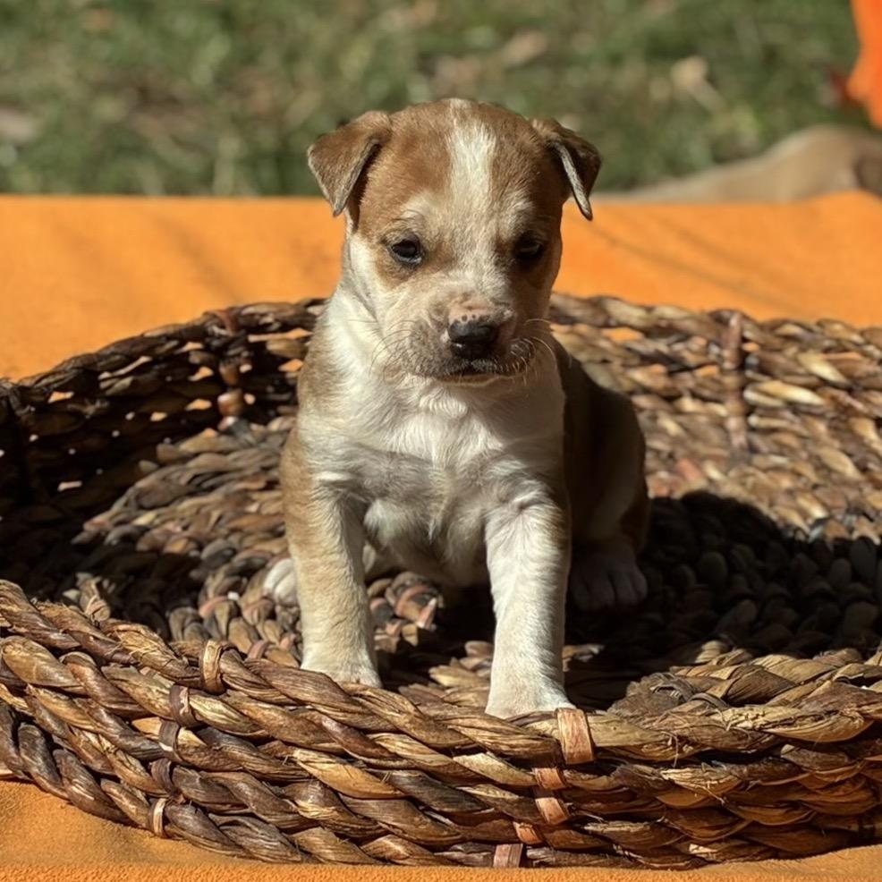Lizzy, Adoptable, Puppy Female Retriever.
