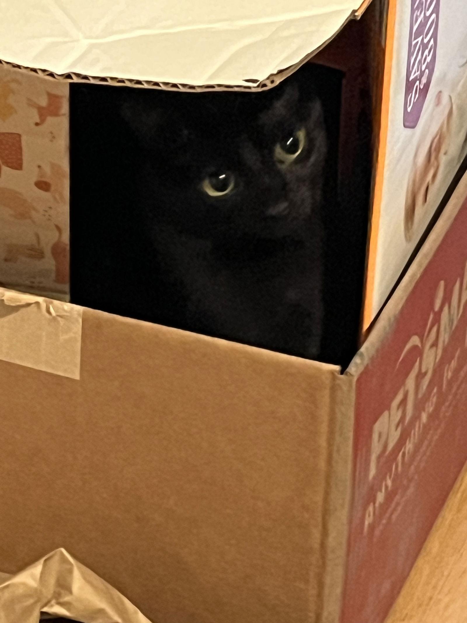 Enlarge Nisa, a Adoptable Domestic Short Hair in Traverse City, MI image 1/3