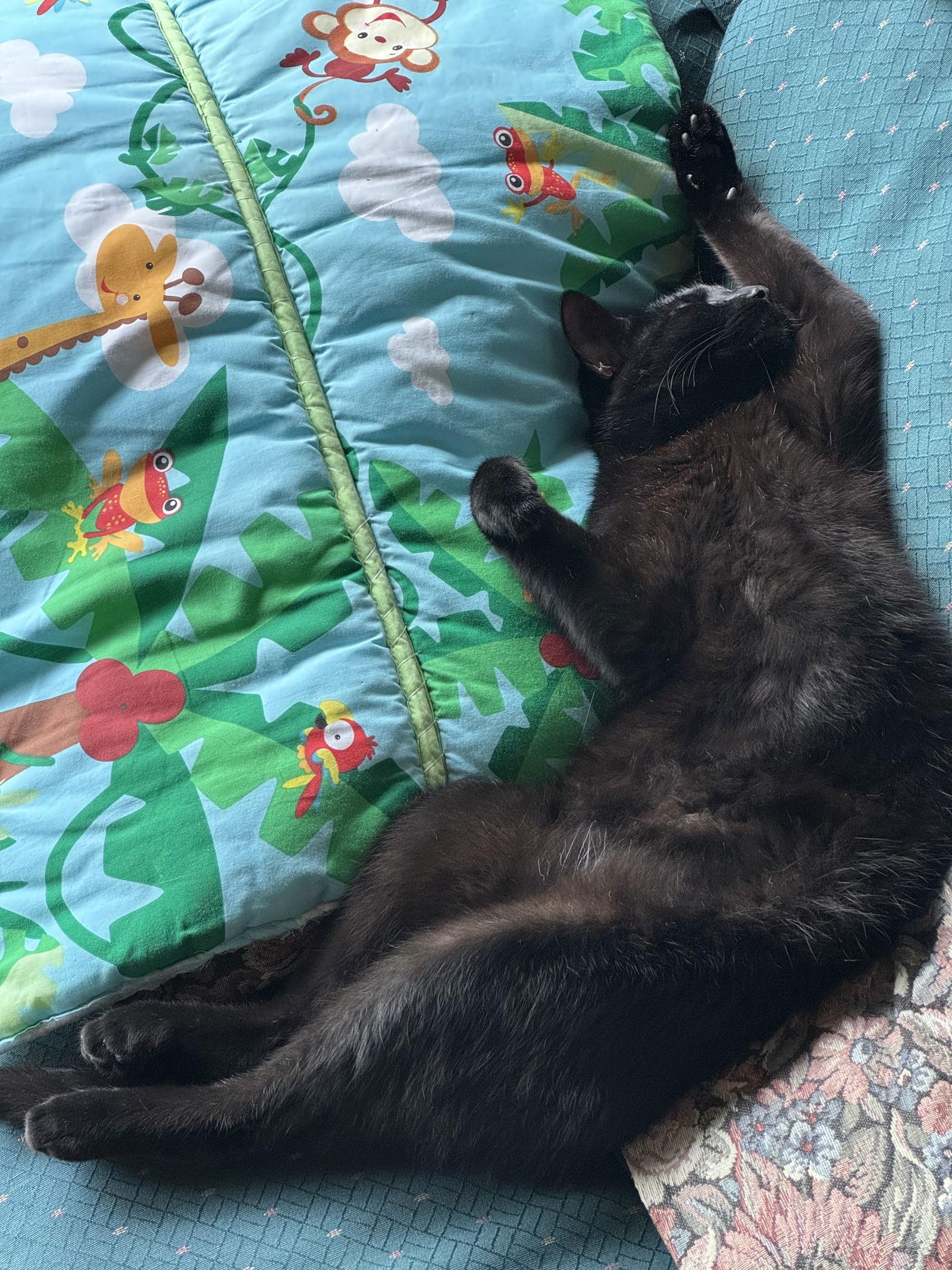 Enlarge Nisa, a Adoptable Domestic Short Hair in Traverse City, MI image 2/3